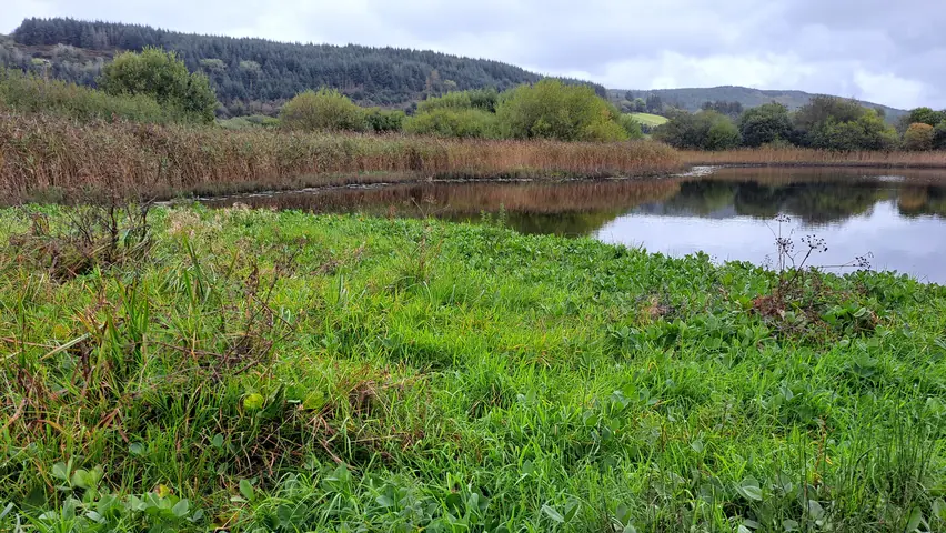 The floating mat at the edge of Middle Lake